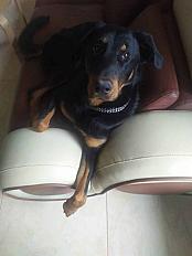 A adopter pour personne avec expérience beauceron mâle 5 ans - Seine et Marne - Photo 3