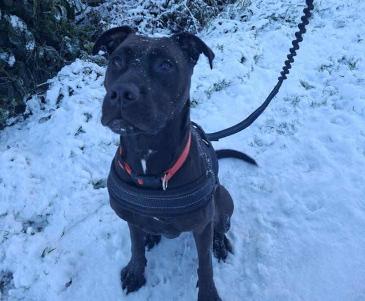 Donne staffie x labrador femelle 3 ans - Loire Atlantique