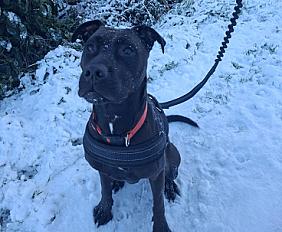 Donne staffie x labrador femelle 3 ans - Loire Atlantique