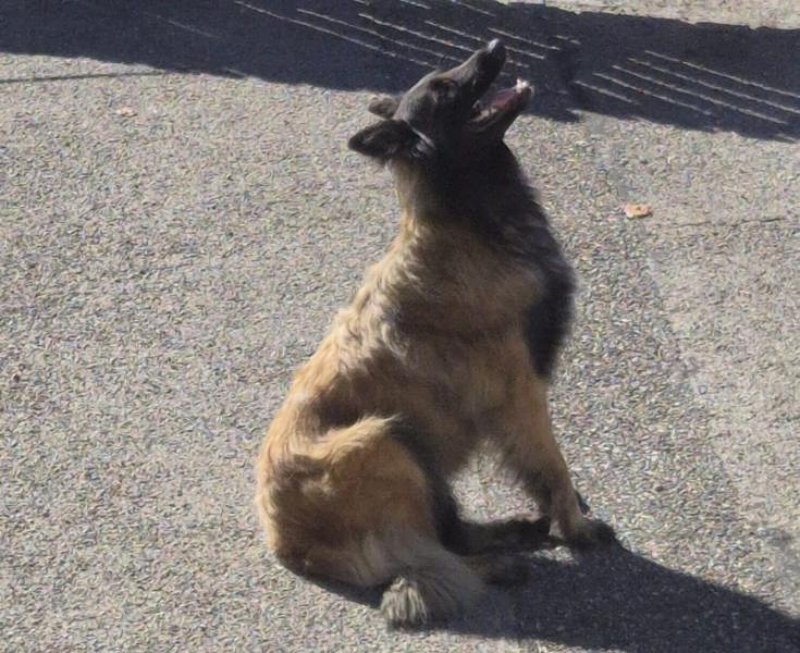 Donne berger belge tervueren femelle 3 ans - Haute Savoie