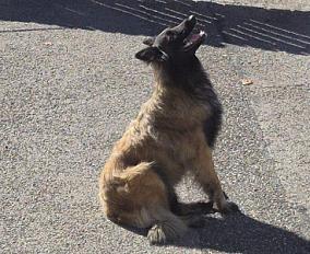Donne berger belge tervueren femelle 3 ans - Haute Savoie