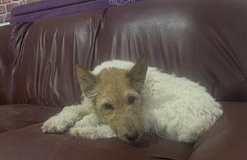 Donne Fox Terrier mâle 10 ans - Maine et Loire