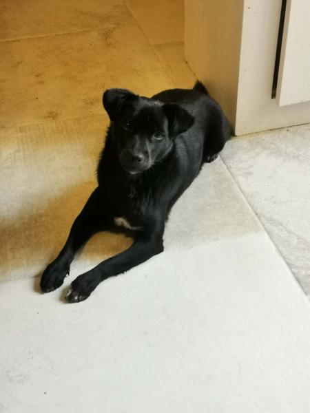 Donne Pipa, mini labrador/staffie femelle 20 mois, 10 kg - Loire