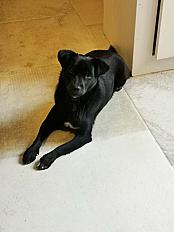 Donne Pipa, mini labrador/staffie femelle 20 mois, 10 kg - Loire