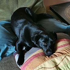 Donne Pipa, mini labrador/staffie femelle 20 mois, 10 kg - Loire - Photo 2