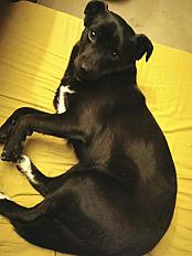 Donne Pipa, mini labrador/staffie femelle 20 mois, 10 kg - Loire - Photo 3