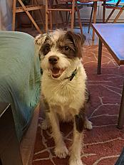 Donne griffon croisée femelle 6 ans - Paris