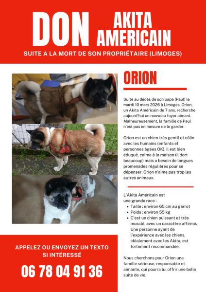 Donne Akita Américain mâle 7 ans - Haute Vienne