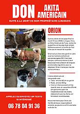 Donne Akita Américain mâle 7 ans - Haute Vienne
