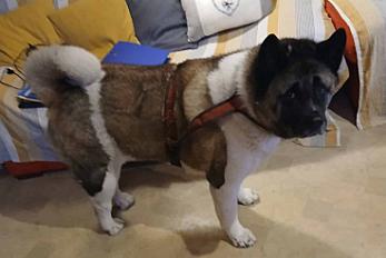 Donne Akita Américain mâle 7 ans - Haute Vienne - Photo 3