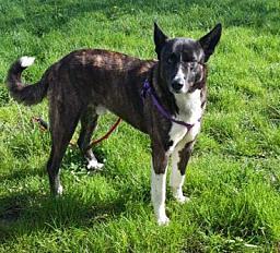 Donne Berger Hollandais x Beauceron mâle 3 ans - Loire Atlantique