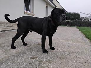 Donne OSLO cane corso mâle 8 ans - Pas de Calais