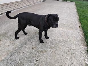 Donne OSLO cane corso mâle 8 ans - Pas de Calais - Photo 2