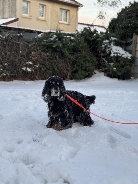 Donne Olaf Cocker Anglais mâle 8 ans - Hauts de Seine