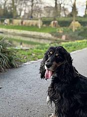 Donne Olaf Cocker Anglais mâle 8 ans - Hauts de Seine - Photo 2