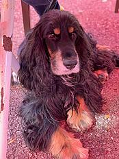 Donne Olaf Cocker Anglais mâle 8 ans - Hauts de Seine - Photo 3