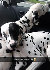 Donne Dalmatien mâle 4 ans - Nord
