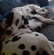 Donne Dalmatien mâle 4 ans - Nord - Photo 2