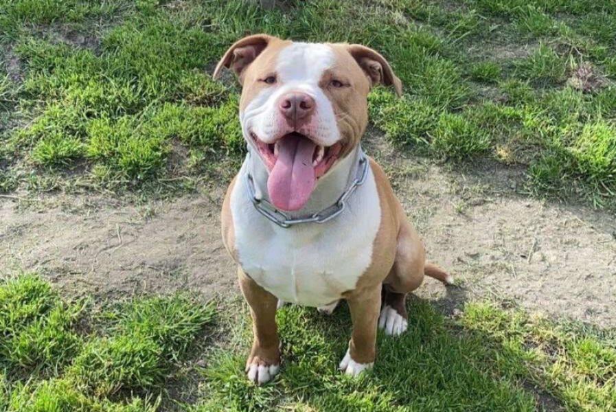 Donne Asko staffie mâle 4 ans - Eure et Loir