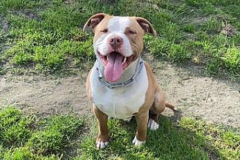 Donne Asko staffie mâle 4 ans - Eure et Loir