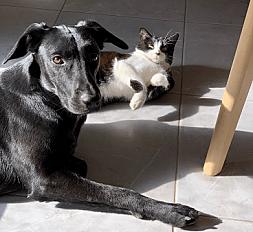 Donne malinois x braque allemand mâle 4 ans - Loiret