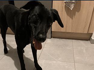 Donne malinois x braque allemand mâle 4 ans - Loiret - Photo 2