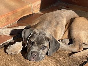 Donne cane corso femelle chiot 7 mois - Ardèche