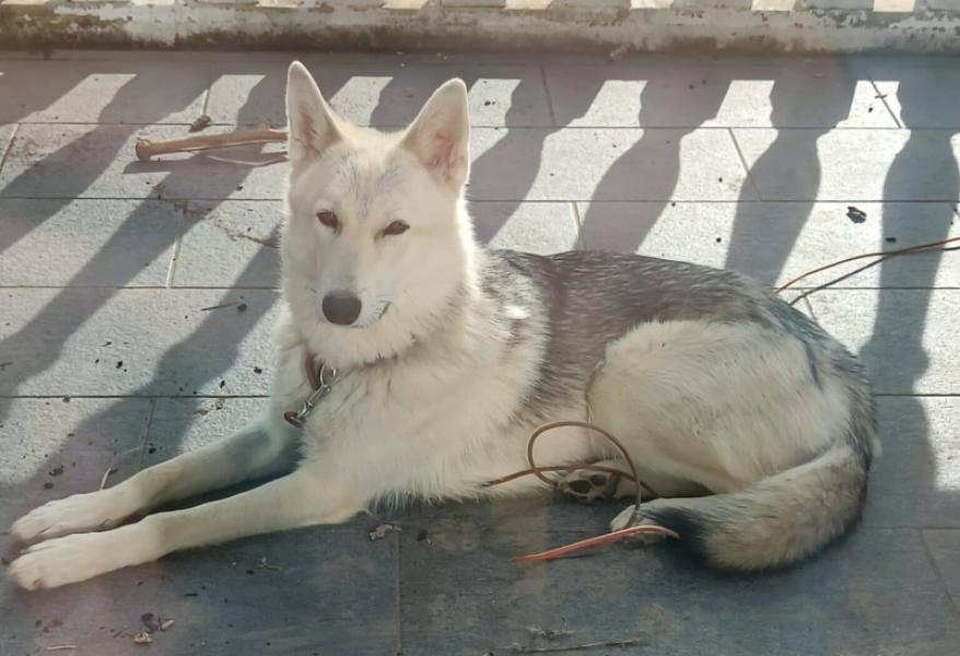 Donne Chien-Loup de Saarloos x loup américain femelle 1 an - Gard