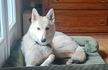 Donne Chien-Loup de Saarloos x loup américain femelle 1 an - Gard - Photo 2