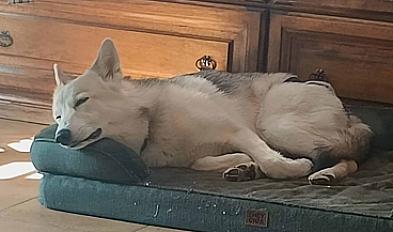 Donne Chien-Loup de Saarloos x loup américain femelle 1 an - Gard - Photo 3