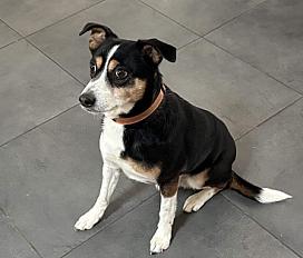 Donner jack russell croisé mâle 8 ans - Haut Rhin