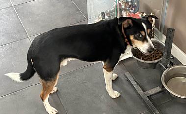 Donner jack russell croisé mâle 8 ans - Haut Rhin - Photo 2