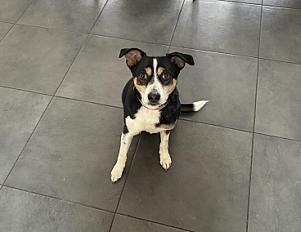 Donner jack russell croisé mâle 8 ans - Haut Rhin - Photo 3