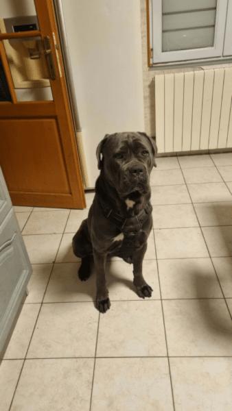 Don cane corso pur race femelle 15 mois - Pas de Calais