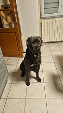 Don cane corso pur race femelle 15 mois - Pas de Calais