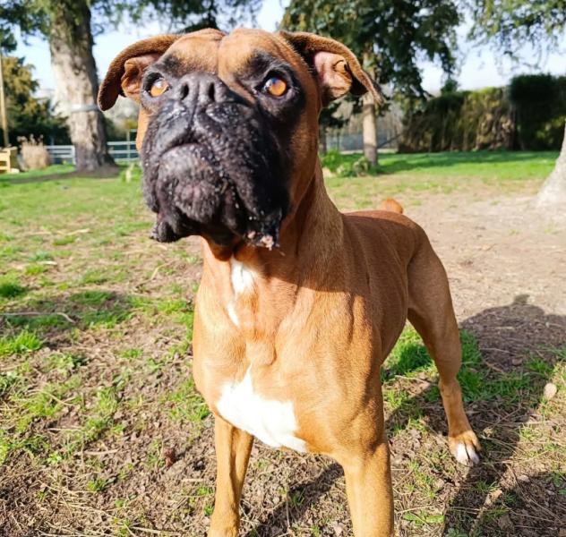 Donne contre bon soins boxer mâle 6 ans - Sarthe