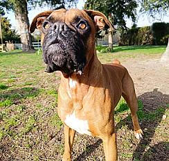 Donne contre bon soins boxer mâle 6 ans - Sarthe