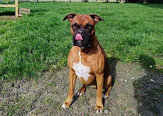 Donne contre bon soins boxer mâle 6 ans - Sarthe - Photo 2