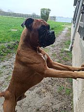 Donne contre bon soins boxer mâle 6 ans - Sarthe - Photo 3