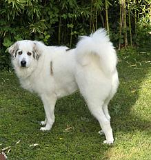 Donne Thais patou femelle 4 ans - Vaucluse