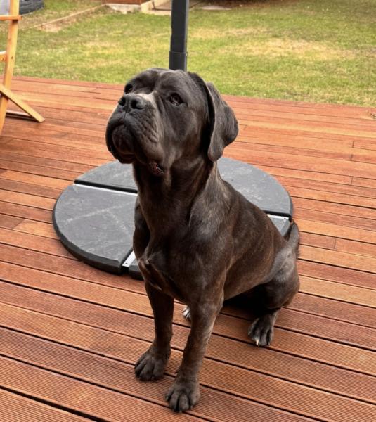 Donne cane corso femelle 15 mois - Hauts de Seine