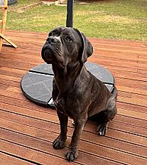 Donne cane corso femelle 15 mois - Hauts de Seine