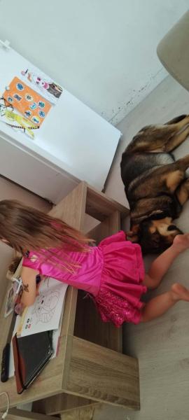 Donne chien loup x labrador mâle 5 ans - Indre et Loire