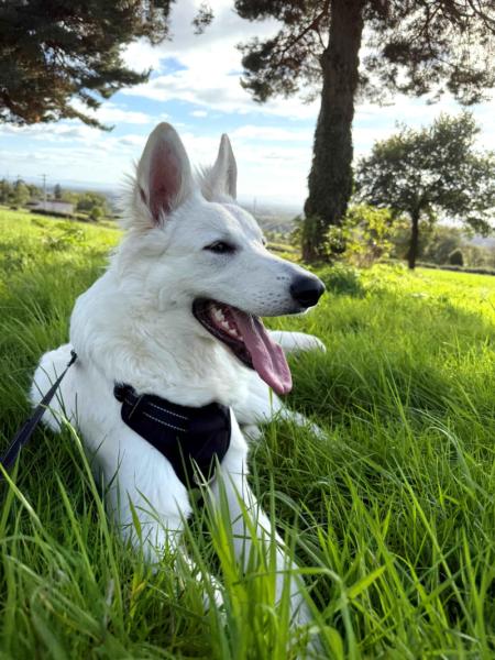 Donne Jeune Berger Blanc Suisse mâle 1 an - Loire