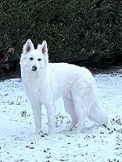 Donne Jeune Berger Blanc Suisse mâle 1 an - Loire - Photo 2