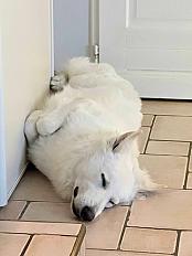 Donne Jeune Berger Blanc Suisse mâle 1 an - Loire - Photo 3