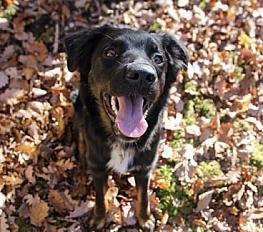 Donne border collie croisé 1 an - Saône et Loire
