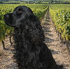 Donne cocker anglais mâle 4 ans - Hérault