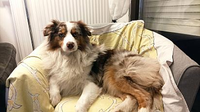 Donne berger australien LOF mâle 2 ans - Bas Rhin - Photo 2