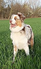 Donne berger australien LOF mâle 2 ans - Bas Rhin - Photo 3